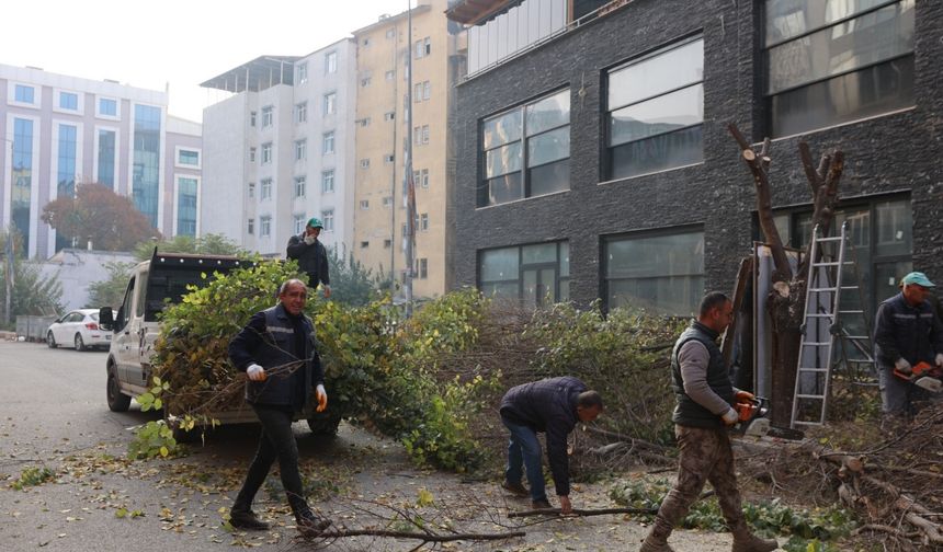 Iğdır Belediyesi’nden şehir genelinde ağaç budama çalışması