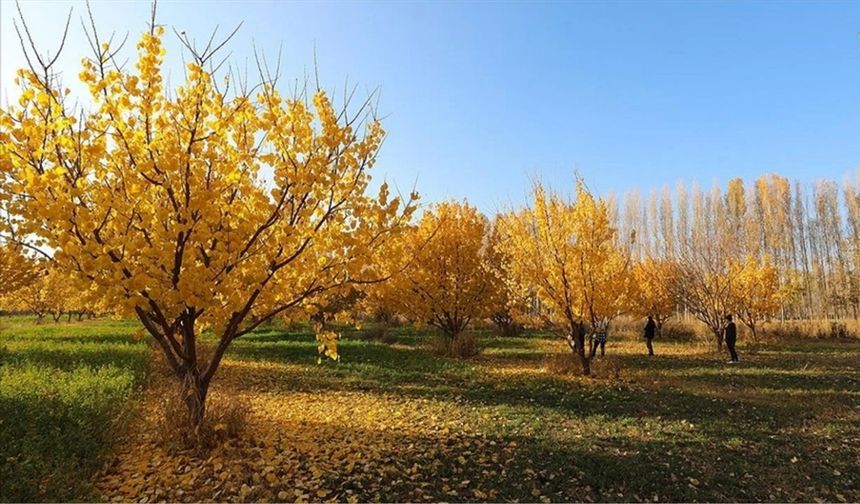 Sonbaharın büyüsü Iğdır'ı sardı