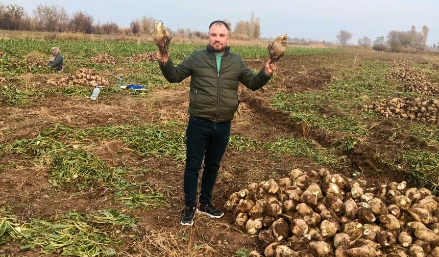 Iğdır'ın Ağaver köyünde pazı hasadı başladı