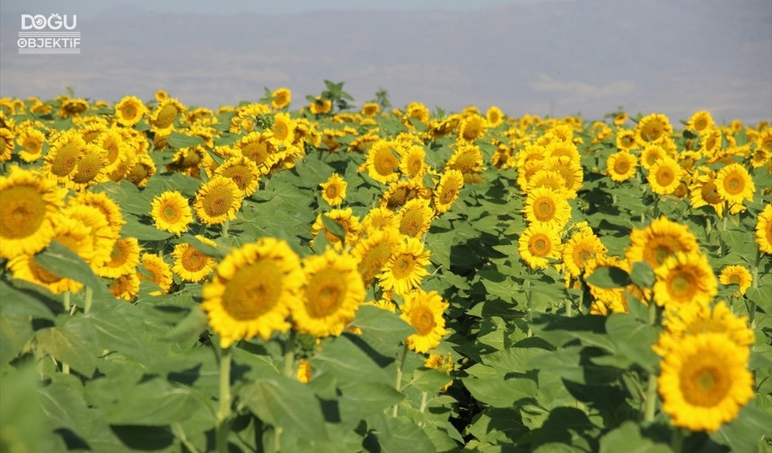 Ağrı, Ayçiçeği, Tarım 1