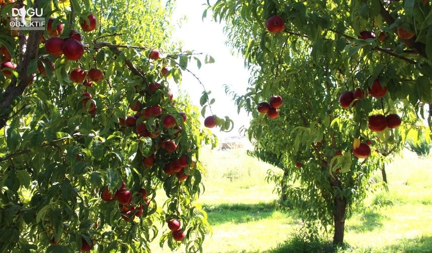 Iğdır Nektar Hasadı, Erkenci Nektar, Iğdır Tarım Müdürlüğü 22