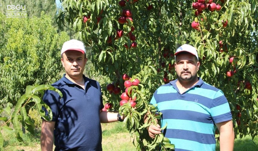 Iğdır Nektar Hasadı, Erkenci Nektar, Iğdır Tarım Müdürlüğü 33