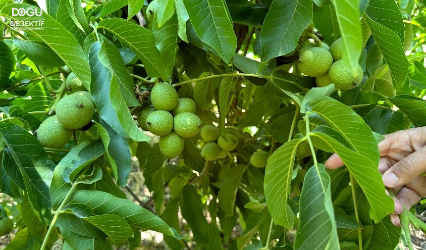 Kuru Dağı Cevizli Vadiye Dönüştüren Çiftçi 1