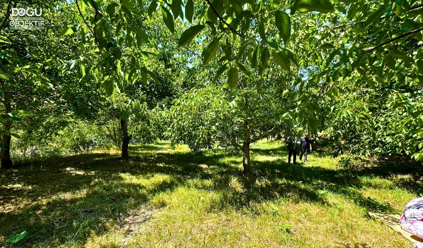 Kuru Dağı Cevizli Vadiye Dönüştüren Çiftçi