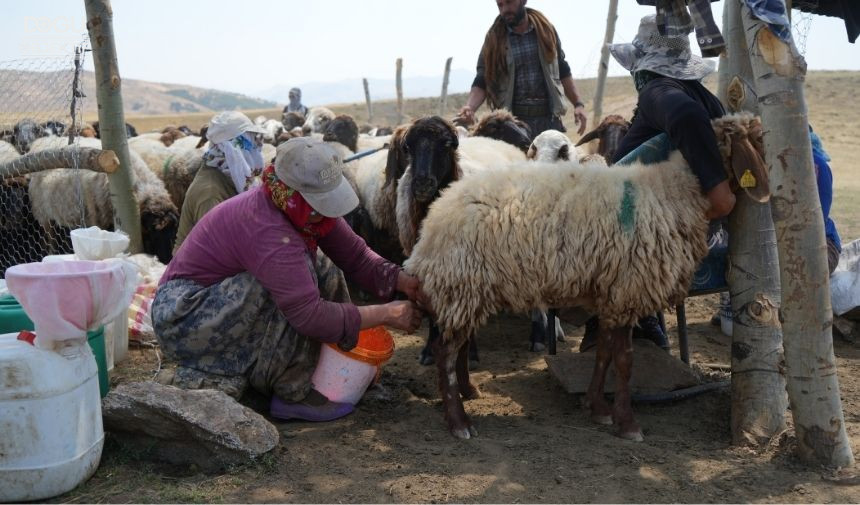 Muş Yayla Hayatı, Yayla Kadınları, Hayvancılık, Zorlu Yaşam Koşulları (3)