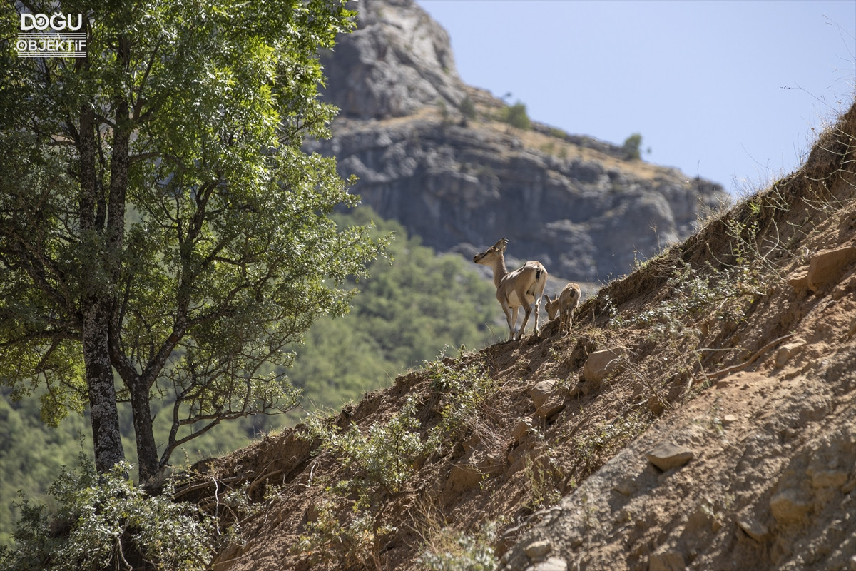 Tunceli'de Koruma Altındaki Yaban Keçileri Yavrularıyla Görüntülendi 1