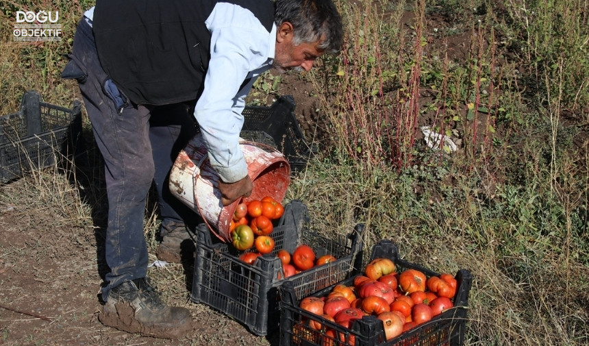 Ağrı,Tarım,Yazıcı Barajı