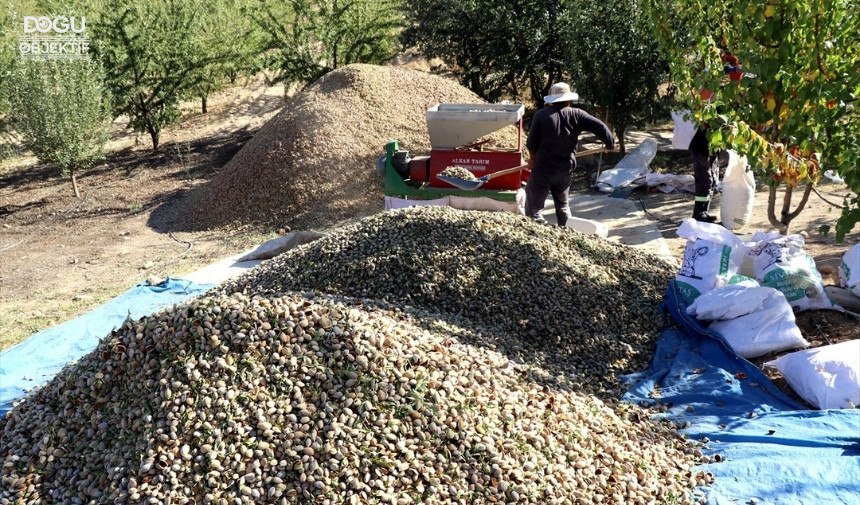 Atıl Arazilerin Dönüştürüldüğü Badem Bahçelerinde Hasat Zamanı