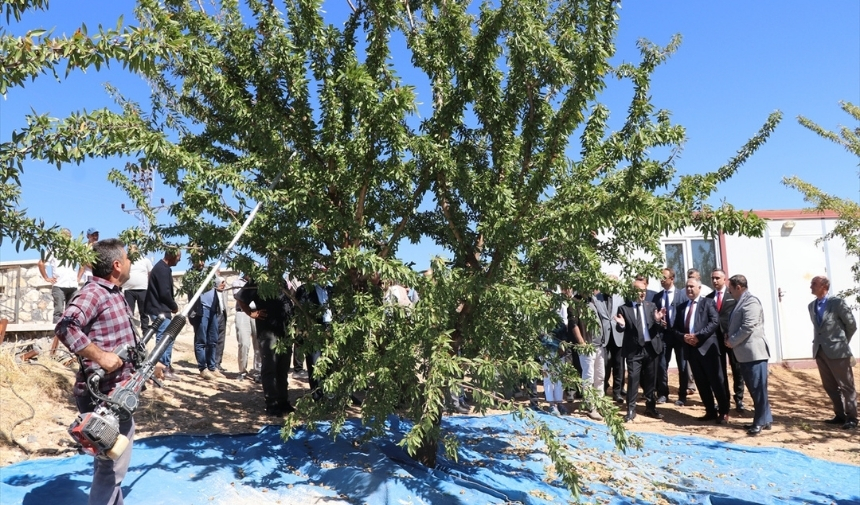 Elazığ'da Yetiştirilen Bademde Hasat Zamanı Elazığğ