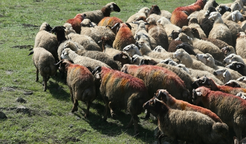 Kars'ta Asırlık Gelenek Koç Katım 