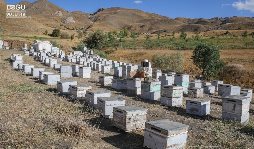 Ordulu Arıcı Çift Hakkari Dağlarında En Iyi Bal Için Mesai Yapıyor Hakkari