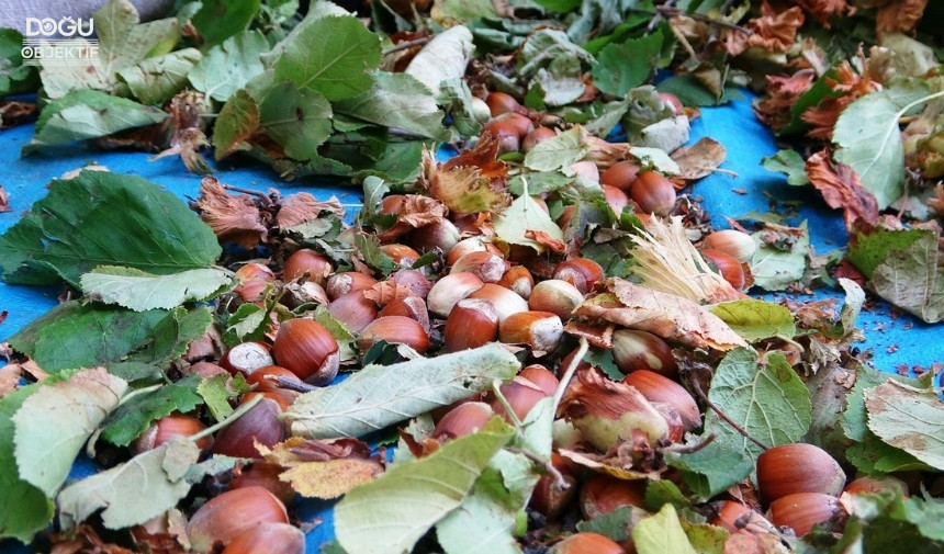 Van Gevaş Fındık Hasadı, Karadeniz Fındığı, Fındık Fiyatları Van