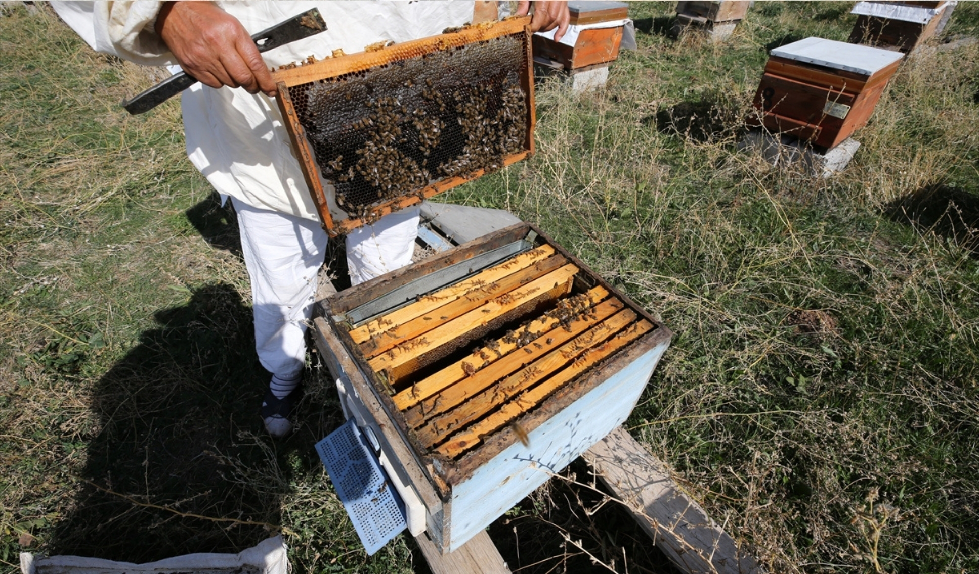 1 Kovanla Arıcılığa Başladı, 1 Ton Bal Hasadı Yaptııı