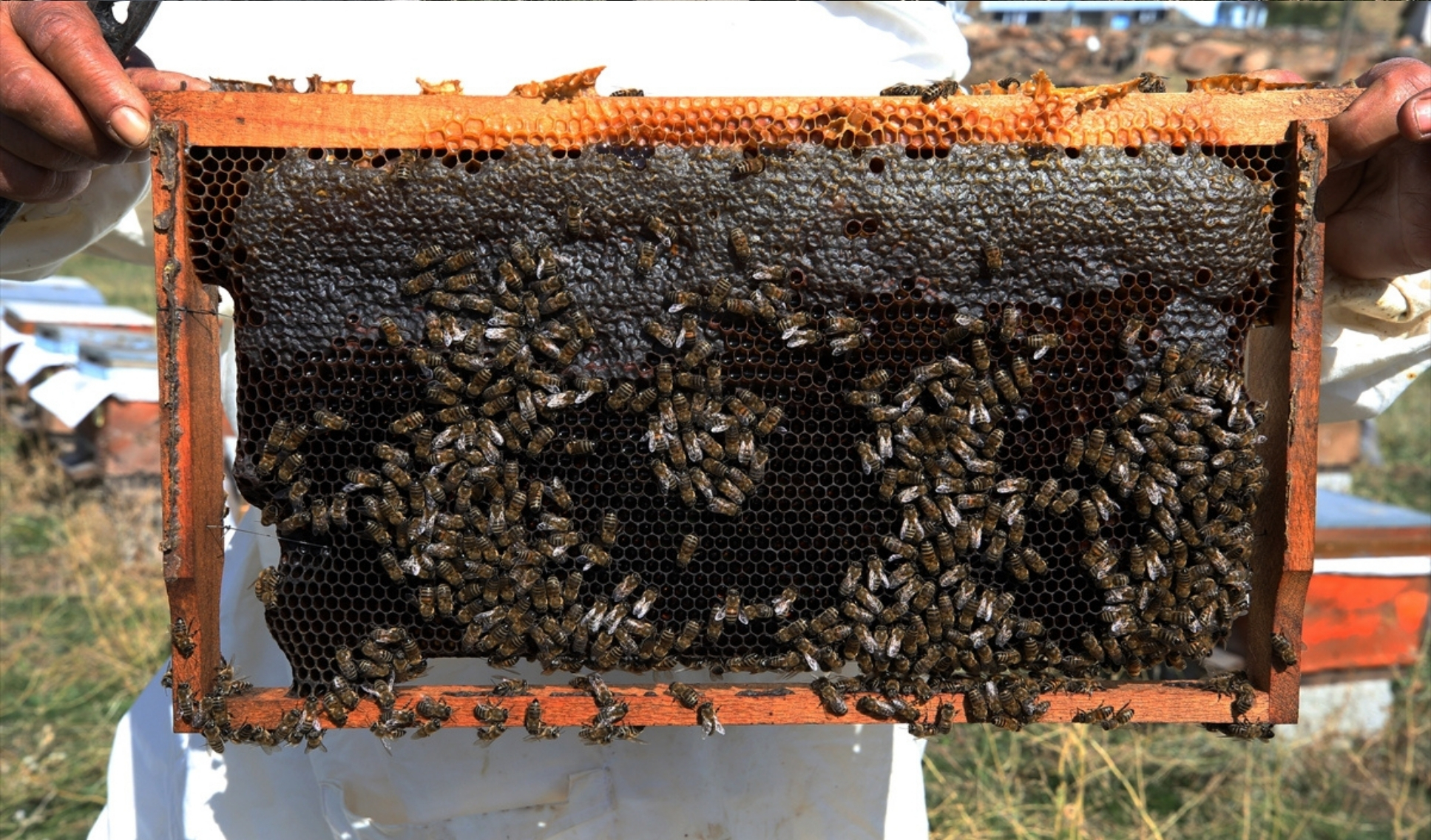 1 Kovanla Arıcılığa Başladı, 1 Ton Bal Hasadı Yaptıııı