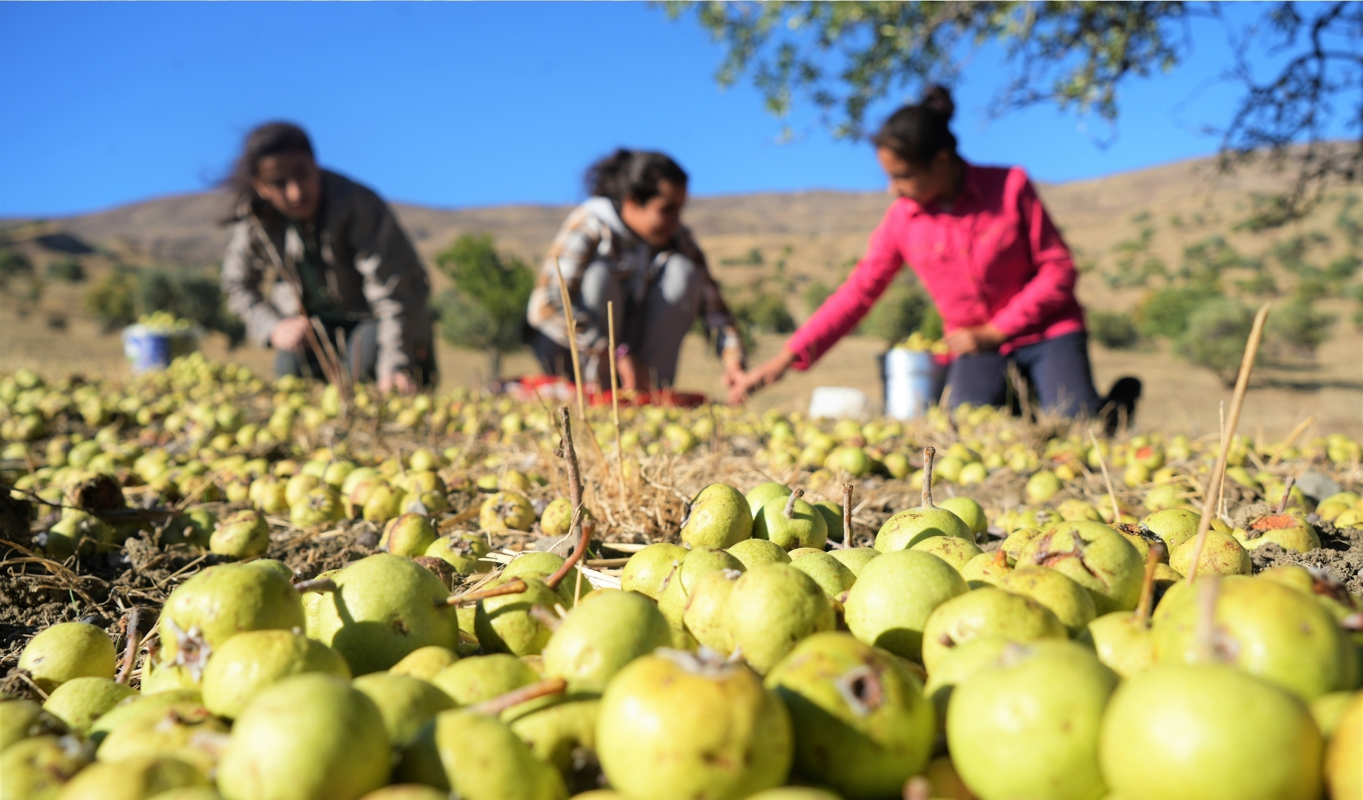 Ahlat Ağacı Turizme Kazandırılmayı Bekliyor 1