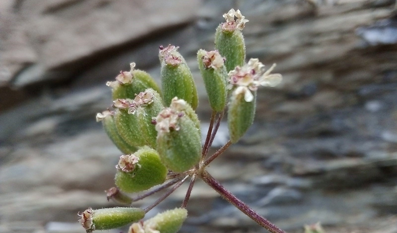 Heracleum Munzurense (Munzur Öğreği) Tunceli̇