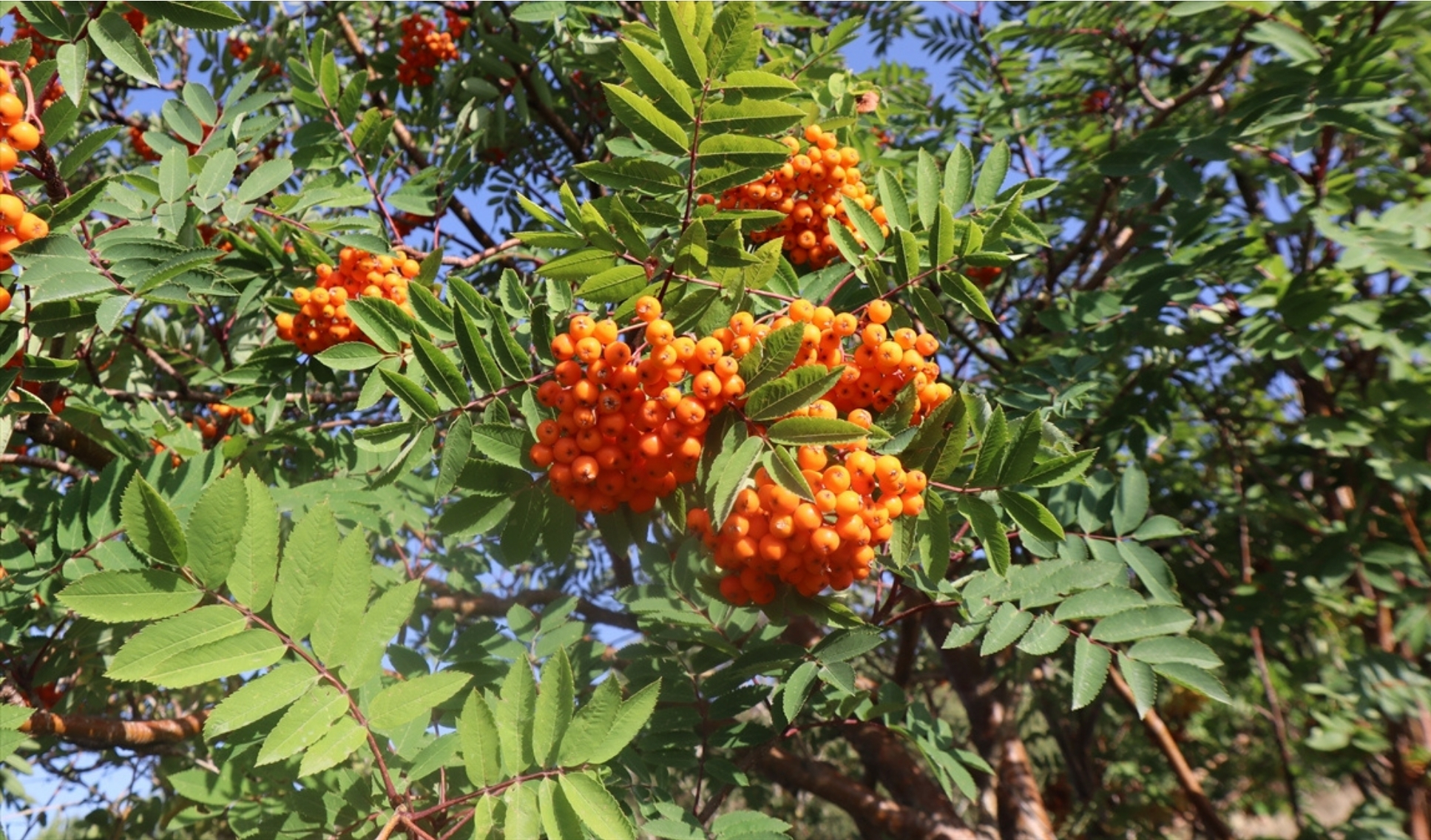 Iğdır Huş Ormanları Bilimsel Çalışmalara Konu Oluyorr