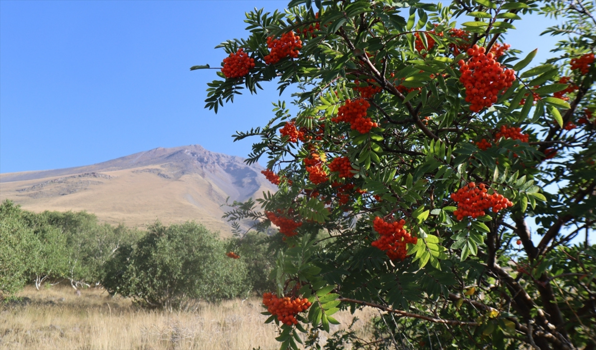 Iğdır Huş Ormanları Bilimsel Çalışmalara Konu Oluyorrr