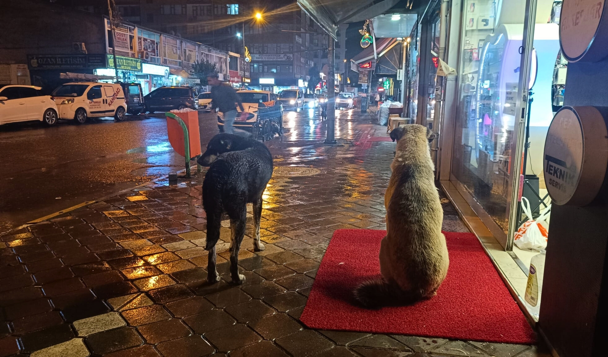 Sokak Hayvanları Iğdır, Barınak Talebi, Sağanak Yağış Hayvanlarr