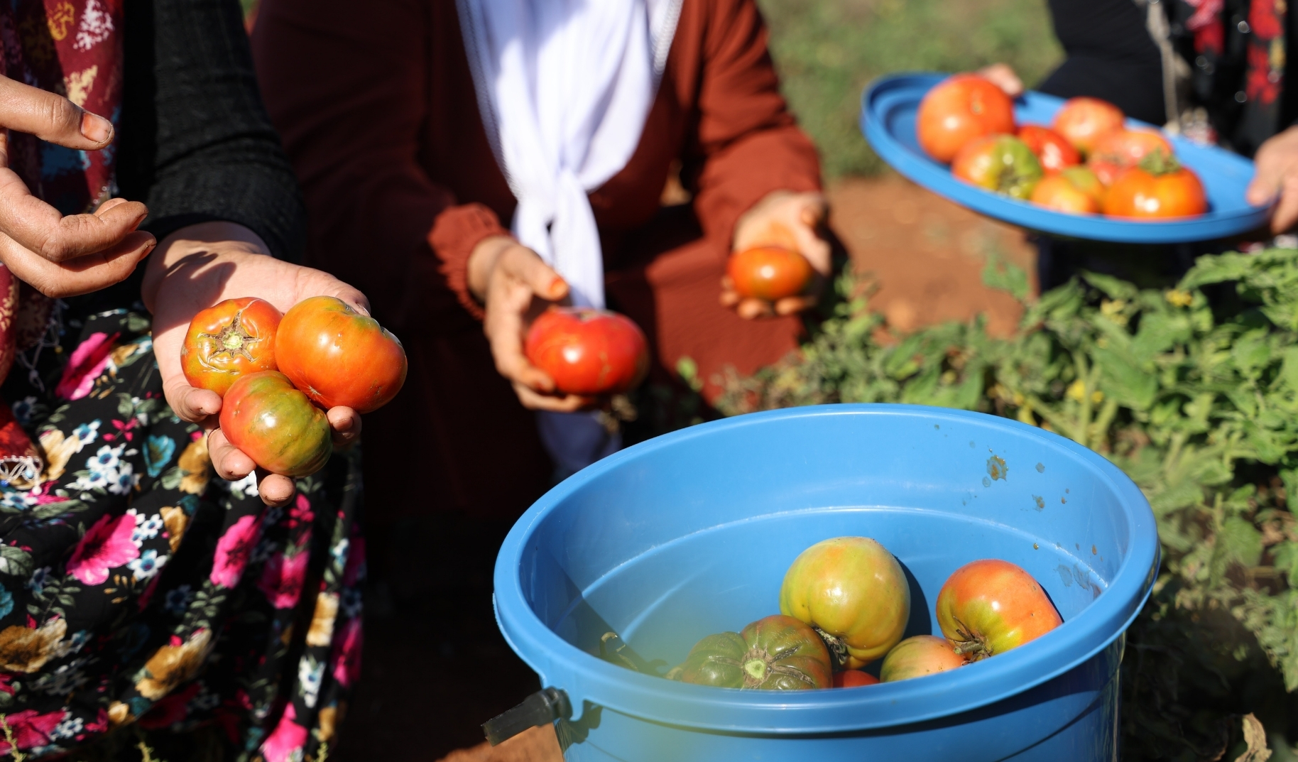 Susuz Yetişen Domatesin Hasadı Sürüyorr