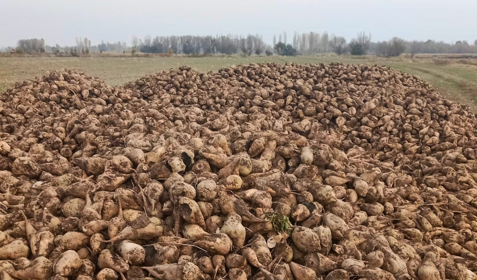 Iğdır'ın Ağaver Köyünde Pazı Hasadı Başladı