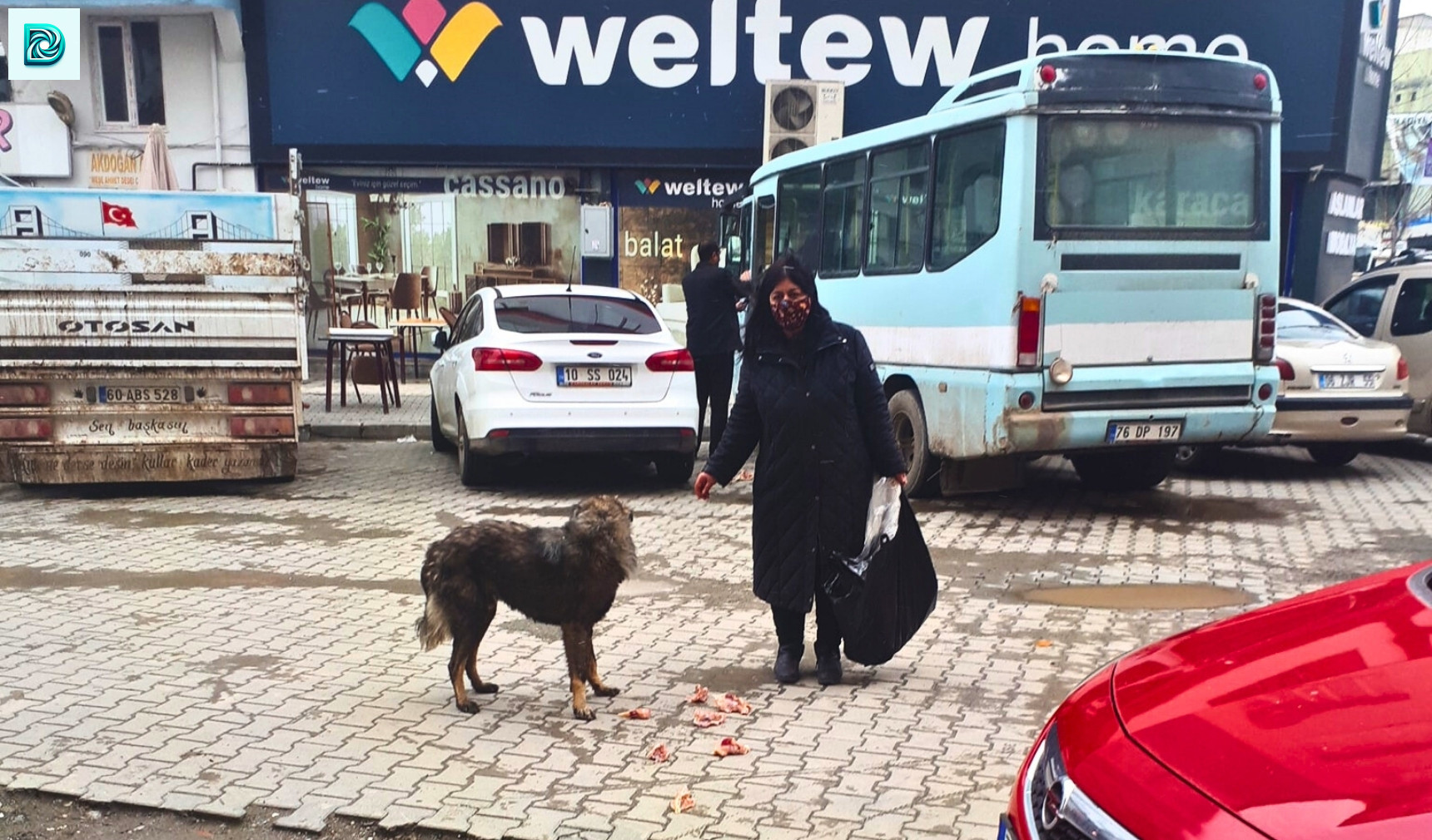 Iğdır Sokak Hayvanları, Kış Barınak Eksikliği, Hayvanseverlerin Çağrısı