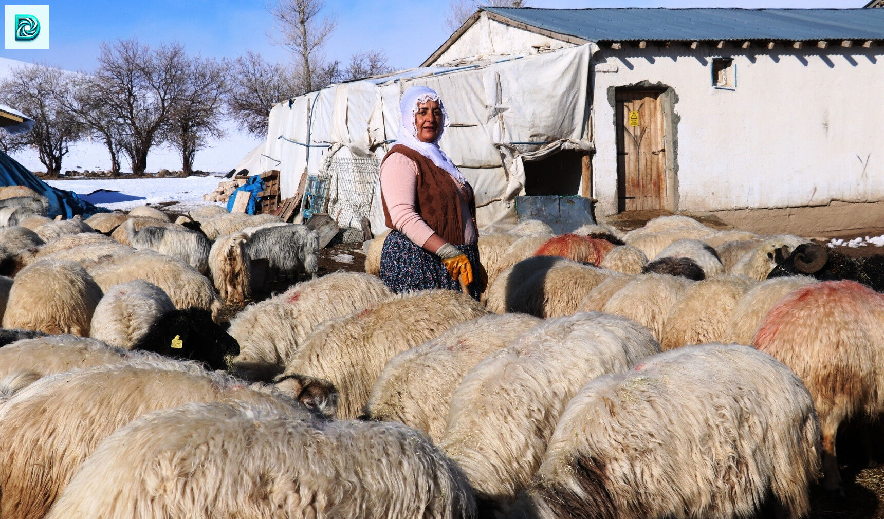 Kadınlar Hayvancılıkta Verilen Teşviklerle Sektörde Söz Sahibi Oluyor