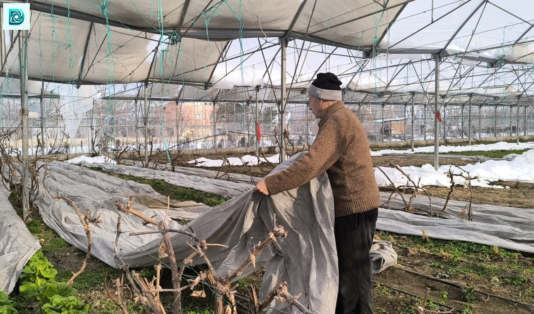 Uzundere'de Kar Yağışı Seralara Zarar Verdi 1