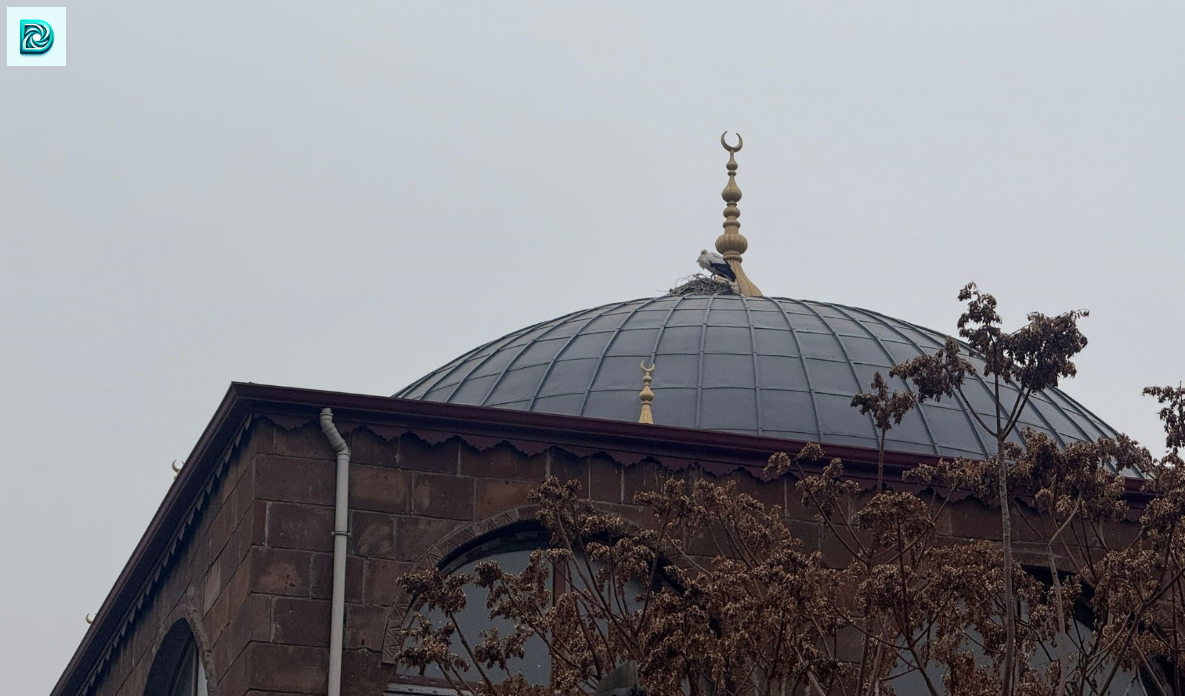 Iğdır'ın Simgesi Leylekler Bu Yıl Da Şehri Terk Etmedi 1