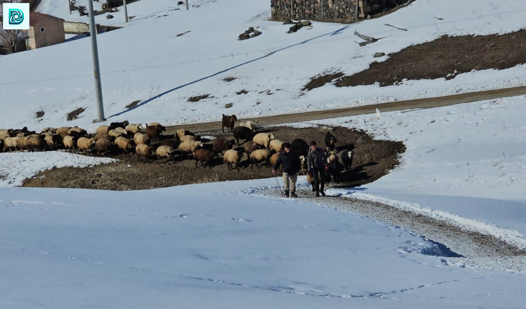 Sütey Yaylası'nda Çiftçilerin Zorlu Kış Mesaisi Devam Ediyor (3)