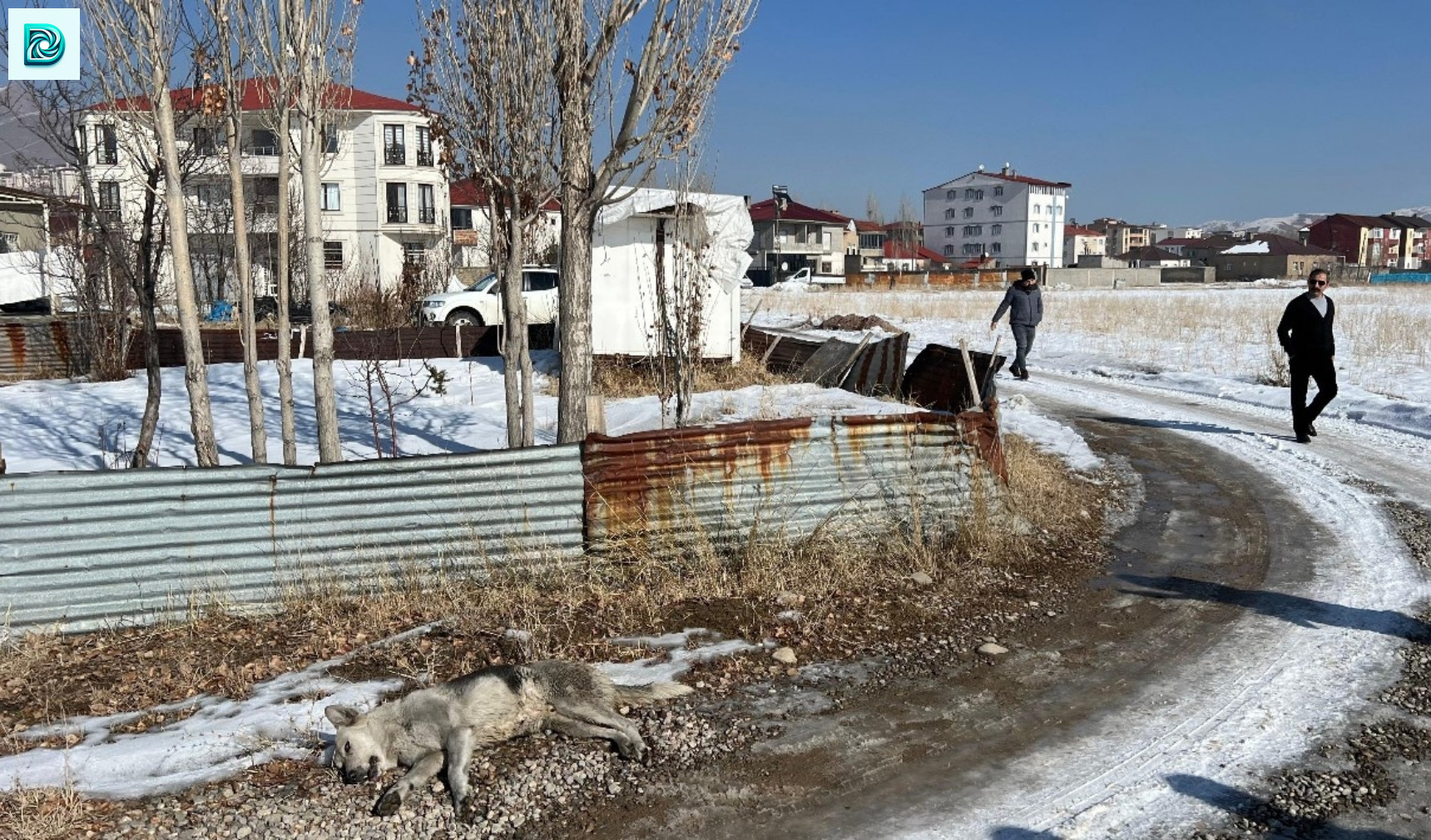 Yüksekova'da Köpekler Toplanmaya Başlandı